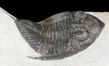 Zlichovaspis Trilobite - Long Tail Spine #44515-2